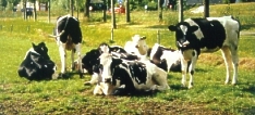 vaca/cow